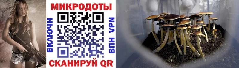 Купить где Покровск Галлюциногенные грибы Psilocybine cubensis